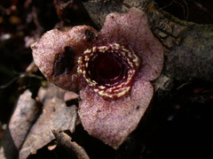 Asarum albomaculatum