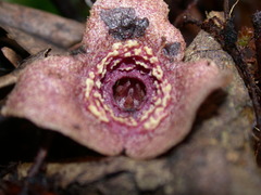 Asarum albomaculatum