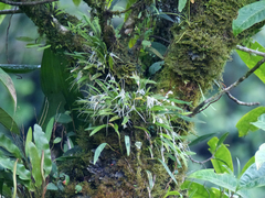 Masdevallia pumila