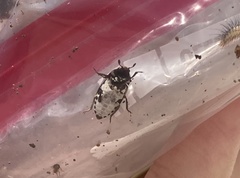 Dermestes frischii