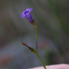 Siphocodon spartioides