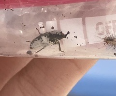 Dermestes frischii