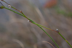 Siphocodon spartioides