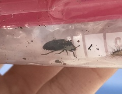 Dermestes frischii