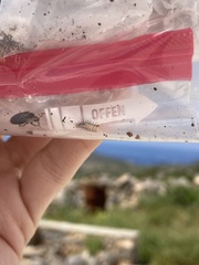 Dermestes frischii