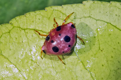 Paraplectana duodecimmaculata