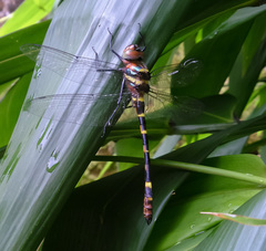 Macromia cingulata