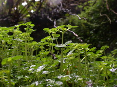 Chrysosplenium delavayi