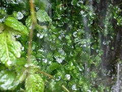 Chrysosplenium delavayi