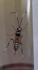 Xanthocryptus novozealandicus