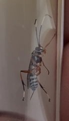 Xanthocryptus novozealandicus