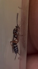 Xanthocryptus novozealandicus