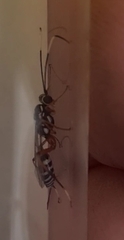 Xanthocryptus novozealandicus