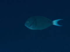 Acanthurus thompsoni