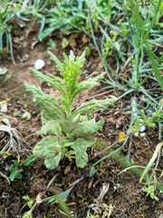 Bellardia viscosa