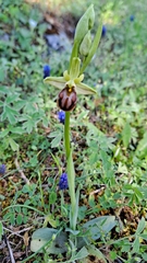 Ophrys sphegodes grammica
