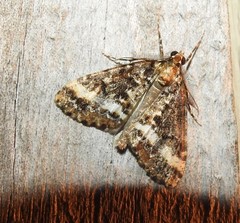 Pseudocoremia leucelaea