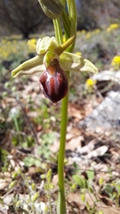 Ophrys sphegodes grammica