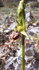 Ophrys sphegodes grammica