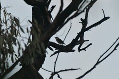 Melithreptus gularis gularis