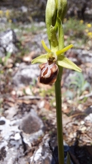Ophrys sphegodes grammica
