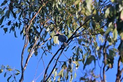 Philemon corniculatus monachus