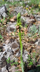 Ophrys sphegodes grammica