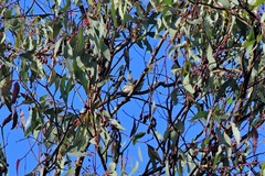 Pardalotus striatus ornatus