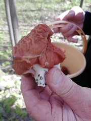 Gyromitra fastigiata