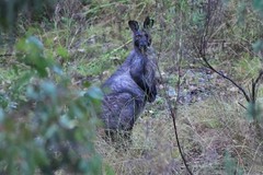 Osphranter robustus robustus