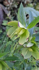 Helleborus viridis