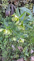 Helleborus viridis