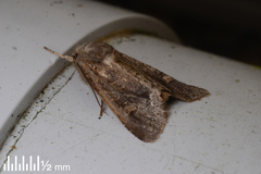 Ichneutica insignis