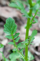 Barbarea vulgaris