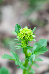 Barbarea vulgaris