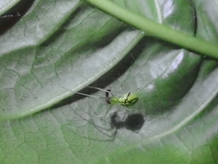 Tetragnatha squamata
