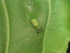 Tetragnatha squamata