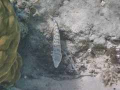 Parapercis millepunctata