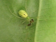 Tetragnatha squamata