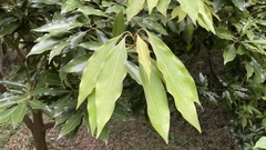 Neolitsea sericea