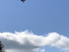 Ardea cinerea cinerea
