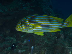 Plectorhinchus polytaenia
