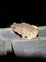 Metaphrynella pollicaris