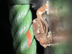 Metaphrynella pollicaris