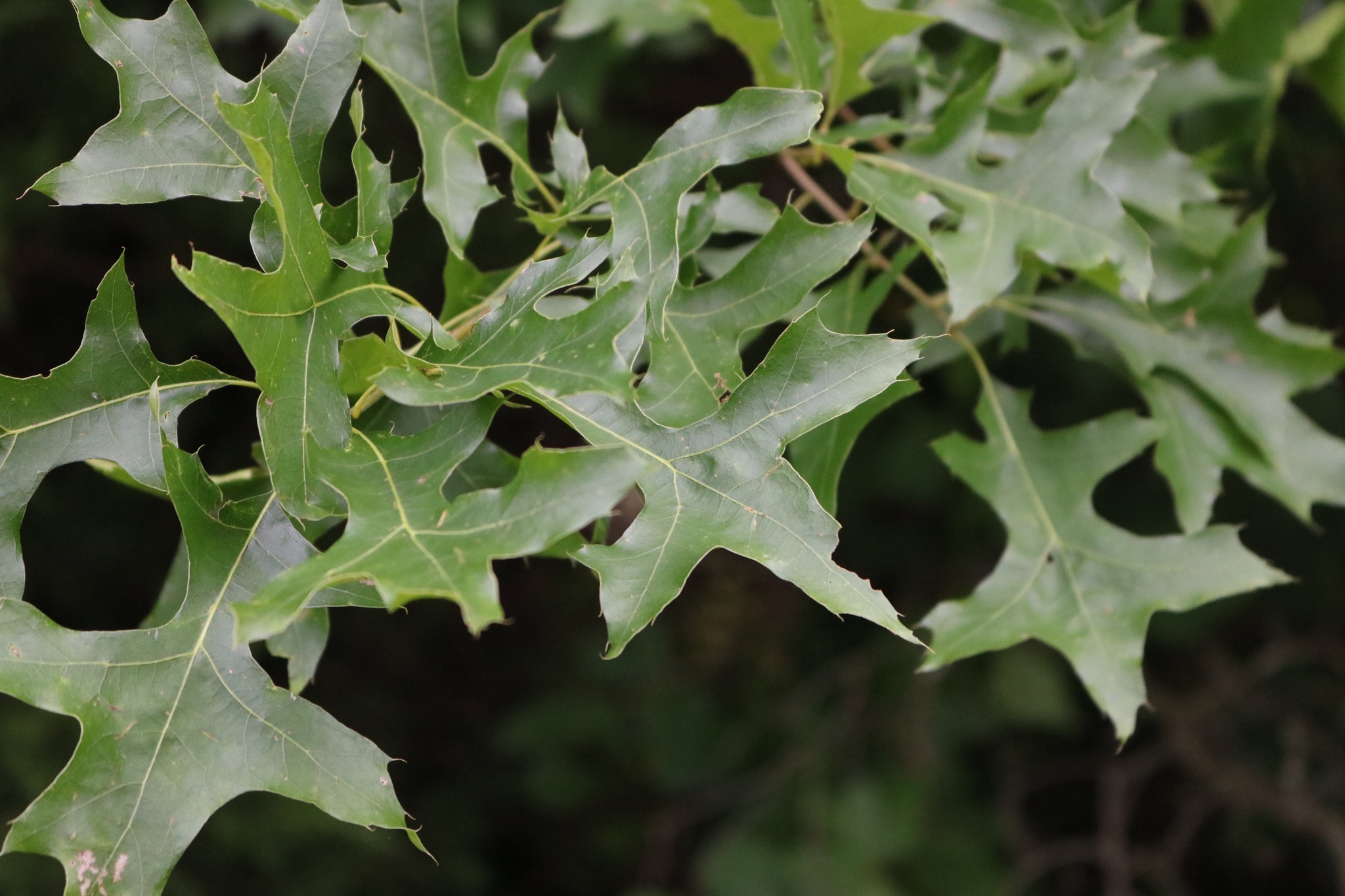 feuille de Quercus palustris