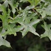 Pin Oak - Photo (c) Kelly Krechmer, some rights reserved (CC BY-NC), uploaded by Kelly Krechmer
