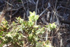 Gnidia humilis