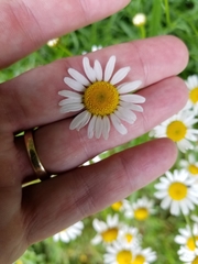 Aphanostephus ramosissimus