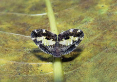 Ricanoptera fenestrata