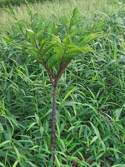 Amorphophallus hirtus